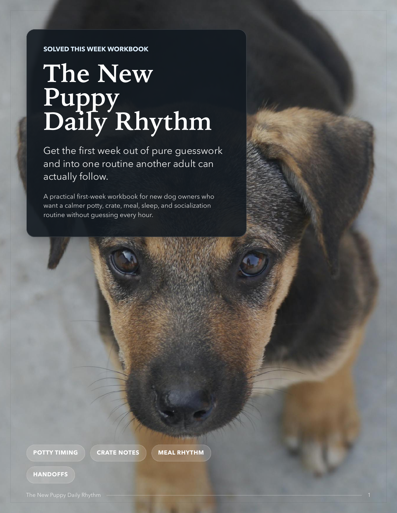 The New Puppy Daily Rhythm cover